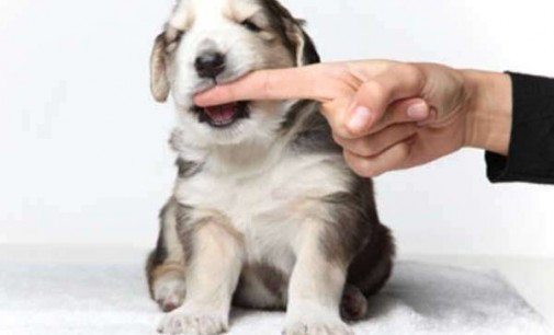 Mordeduras de Perro